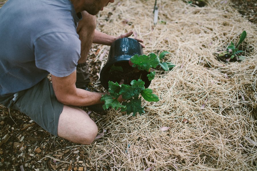 Pure Food Gardens 006