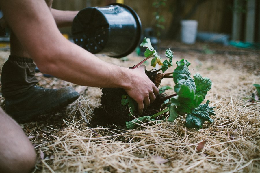 Pure Food Gardens 007