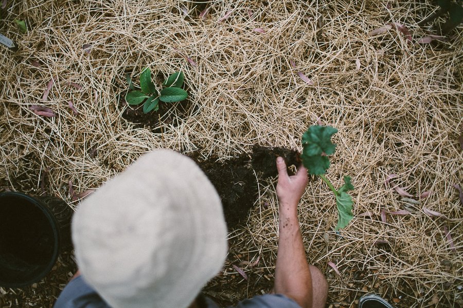 Pure Food Gardens 008