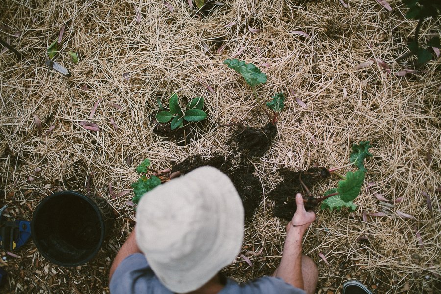 Pure Food Gardens 009