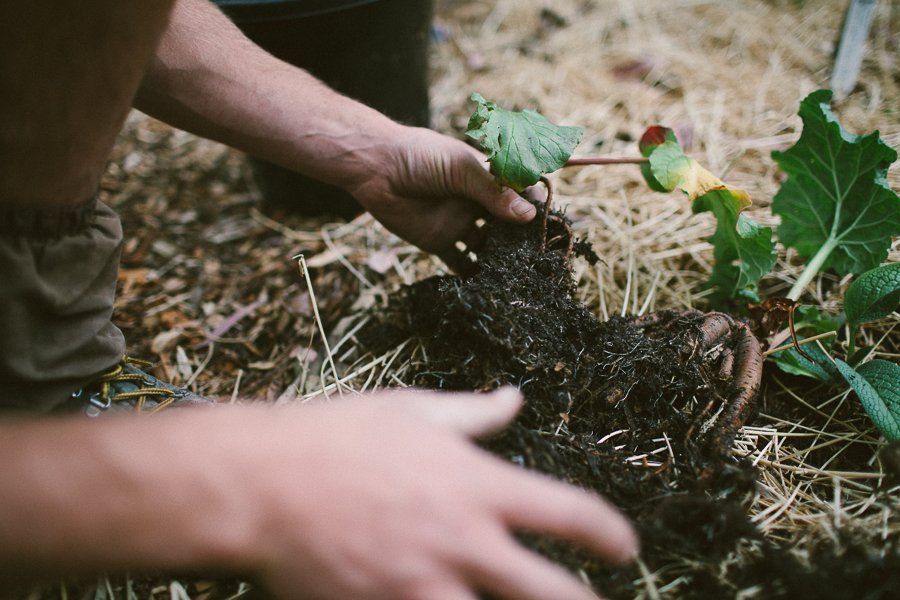 Pure Food Gardens 010