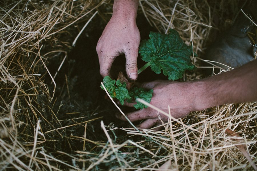 Pure Food Gardens 016