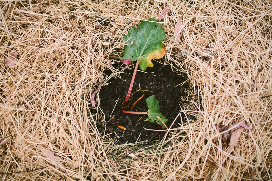 Pure Food Gardens 020