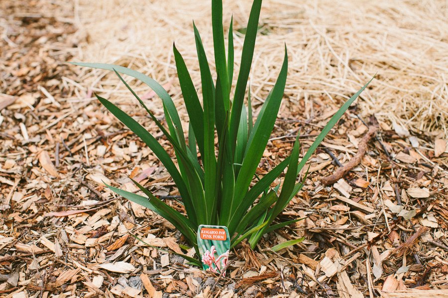 Pure Food Gardens 036