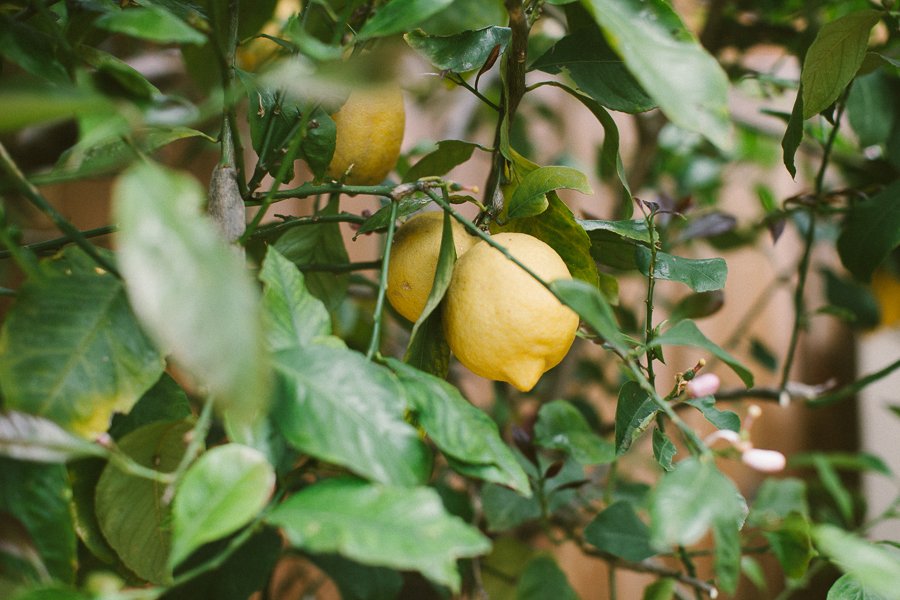 Pure Food Gardens 038